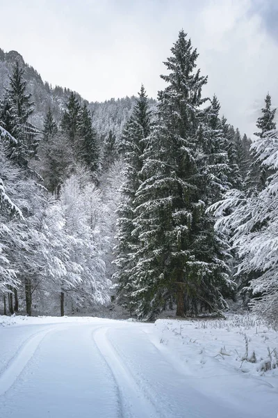 view of snowy road through winter forest near Predil Lake, Italy