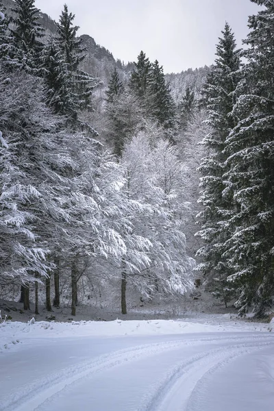 view of snowy road through winter forest near Predil Lake, Italy