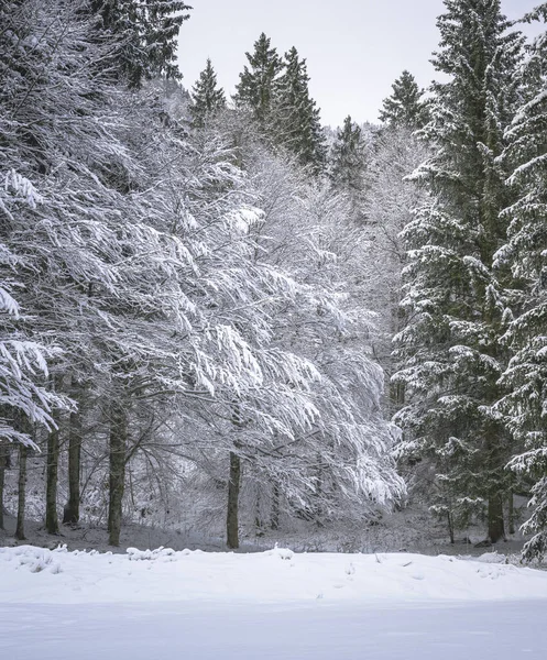 İtalya Predil Gölü yakınlarındaki kış ormanlarında karla kaplı ağaçlar