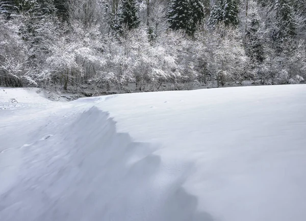 İtalya Predil Gölü yakınlarındaki kış ormanlarında karla kaplı ağaçlar
