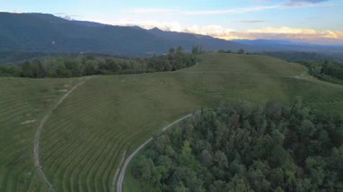 Yeşil tepelerin ve ağaçların havadan görünüşü