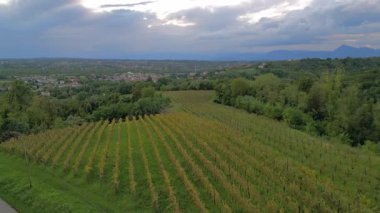 Yeşil üzüm bağlarının havadan görünüşü