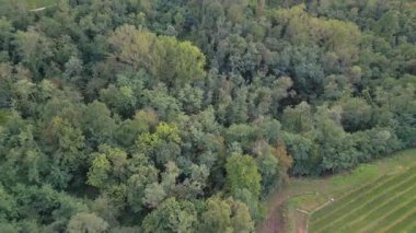 Yoğun yeşil orman alanının havadan görüntüsü