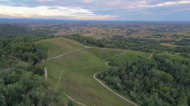 Yeşil üzüm bağları ve tepelerin havadan görünüşü