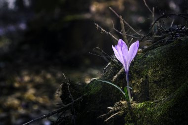 Ormandaki yaprakların arasında ilk kış çiçeğinin güzel manzarasını kapat.