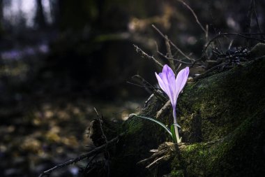 Ormandaki yaprakların arasında ilk kış çiçeğinin güzel manzarasını kapat.