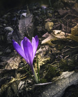 Ormandaki yaprakların arasında ilk kış çiçeğinin güzel manzarasını kapat.