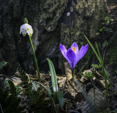 Ormandaki ilk kış çiçekleri. Ormandaki yaprakların arasında güzel çiçekler ve timsahlar