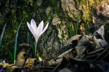 Ormandaki yaprakların arasında ilk kış çiçeğinin güzel manzarasını kapat.