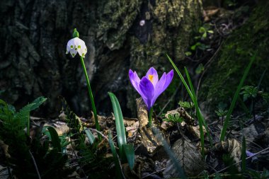 Ormandaki ilk kış çiçekleri. Ormandaki yaprakların arasında güzel çiçekler ve timsahlar