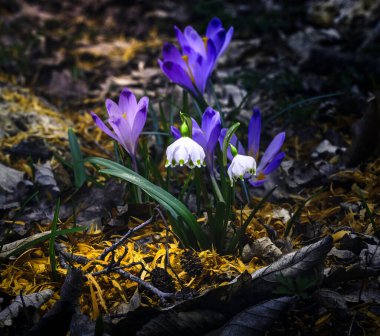 Ormandaki ilk kış çiçekleri. Ormandaki yaprakların arasında güzel çiçekler ve timsahlar