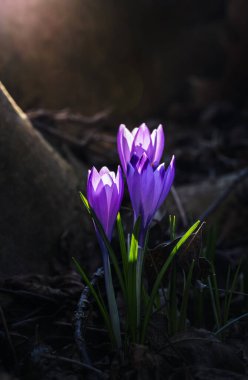 Ormandaki ilk kış çiçekleri. Ormandaki yaprakların arasında güzel çiçekler ve timsahlar