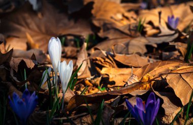 Ormandaki ilk kış çiçekleri. Ormandaki yaprakların arasında güzel çiçekler ve timsahlar