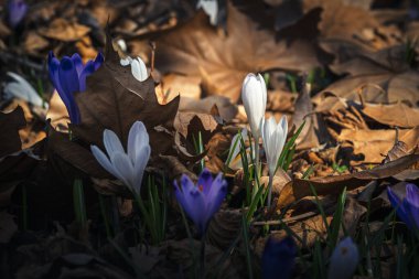 Ormandaki ilk kış çiçekleri. Ormandaki yaprakların arasında güzel çiçekler ve timsahlar