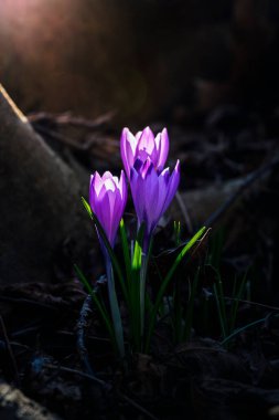 Ormandaki ilk kış çiçekleri. Ormandaki yaprakların arasında güzel çiçekler ve timsahlar