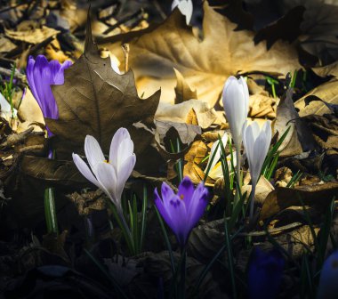 Ormandaki ilk kış çiçekleri. Ormandaki yaprakların arasında güzel çiçekler ve timsahlar