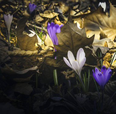 Ormandaki ilk kış çiçekleri. Ormandaki yaprakların arasında güzel çiçekler ve timsahlar