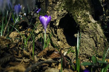 Ormandaki ilk kış çiçekleri. Ormandaki yaprakların arasında güzel çiçekler ve timsahlar