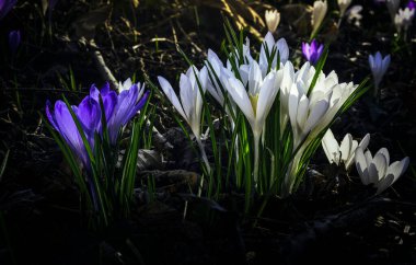 Ormandaki ilk kış çiçekleri. Ormandaki yaprakların arasında güzel çiçekler ve timsahlar
