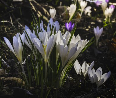Ormandaki ilk kış çiçekleri. Ormandaki yaprakların arasında güzel çiçekler ve timsahlar