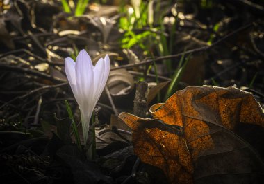 Ormandaki yaprakların arasında ilk kış çiçeğinin güzel manzarasını kapat.