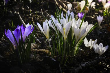 Ormandaki ilk kış çiçekleri. Ormandaki yaprakların arasında güzel çiçekler ve timsahlar
