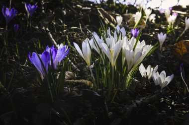 Ormandaki ilk kış çiçekleri. Ormandaki yaprakların arasında güzel çiçekler ve timsahlar