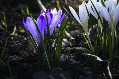 Ormandaki ilk kış çiçekleri. Ormandaki yaprakların arasında güzel çiçekler ve timsahlar