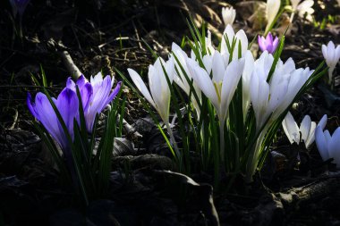 Ormandaki ilk kış çiçekleri. Ormandaki yaprakların arasında güzel çiçekler ve timsahlar