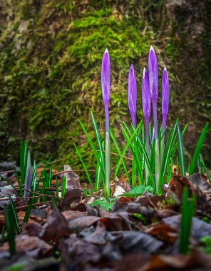 Ormandaki ilk kış çiçekleri. Ormandaki yaprakların arasında güzel çiçekler ve timsahlar