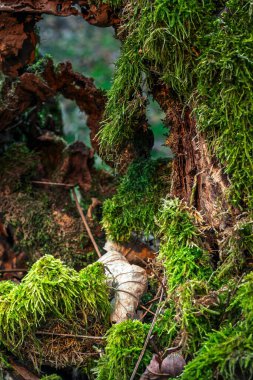 Bahar ormanında yeşil yosunlarla kaplanmış yaşlı kütük.