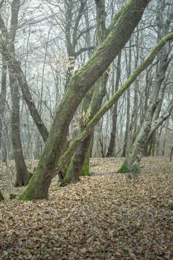 Kışın sonlarında düşen yapraklarla kaplı güzel orman zemini..