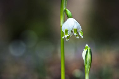 Ormandaki yaprakların arasında ilk kış çiçeklerinin güzel manzarasını kapat.