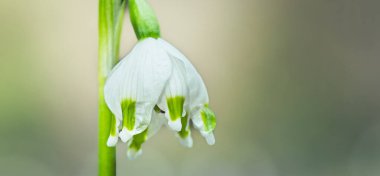 Ormandaki yaprakların arasında ilk kış çiçeğinin güzel manzarasını kapat.