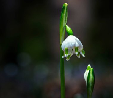 Ormandaki yaprakların arasında ilk kış çiçeklerinin güzel manzarasını kapat.