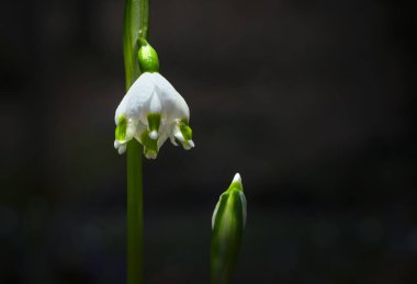 Ormandaki yaprakların arasında ilk kış çiçeklerinin güzel manzarasını kapat.