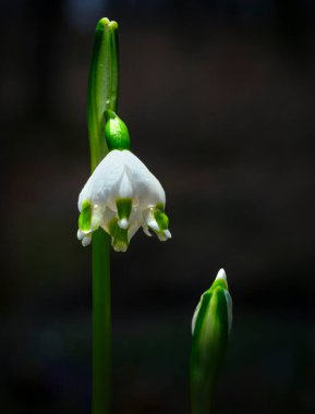 Ormandaki yaprakların arasında ilk kış çiçeklerinin güzel manzarasını kapat.
