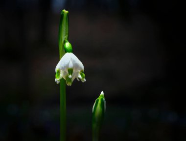 Ormandaki yaprakların arasında ilk kış çiçeklerinin güzel manzarasını kapat.
