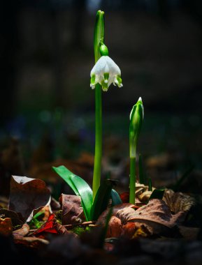 Ormandaki yaprakların arasında ilk kış çiçeklerinin güzel manzarasını kapat.