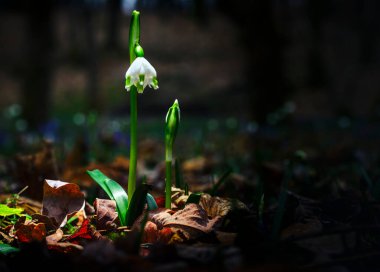 Ormandaki yaprakların arasında ilk kış çiçeklerinin güzel manzarasını kapat.