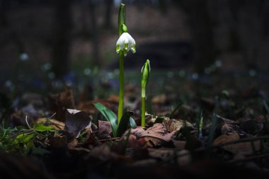 Ormandaki yaprakların arasında ilk kış çiçeklerinin güzel manzarasını kapat.