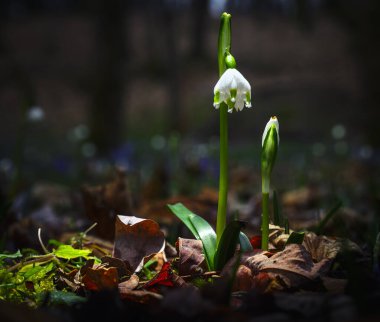Ormandaki yaprakların arasında ilk kış çiçeklerinin güzel manzarasını kapat.