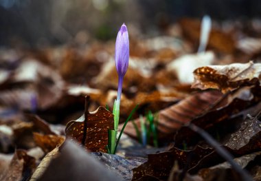 Ormandaki yaprakların arasında ilk kış çiçeğinin güzel manzarasını kapat.