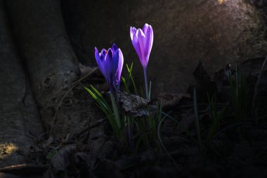 Ormandaki ilk kış çiçekleri. Ormandaki yaprakların arasında güzel çiçekler ve timsahlar