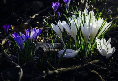Ormandaki ilk kış çiçekleri. Ormandaki yaprakların arasında güzel çiçekler ve timsahlar