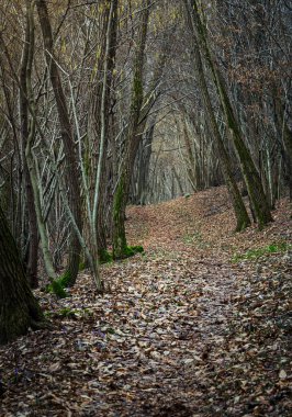 Kışın sonlarında düşen yapraklarla kaplı güzel orman zemini..