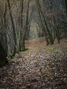 Kışın sonlarında düşen yapraklarla kaplı güzel orman zemini..
