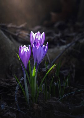 Ormandaki ilk kış çiçekleri. Ormandaki yaprakların arasında güzel çiçekler ve timsahlar