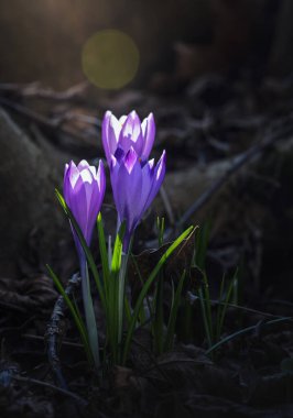 Ormandaki ilk kış çiçekleri. Ormandaki yaprakların arasında güzel çiçekler ve timsahlar