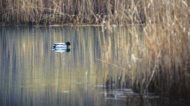 Lago di Cavazzo (Lago dei Tre Comuni) İtalya 'nın Friuli-Venezia Giulia bölgesinde güzel bir doğal göl.